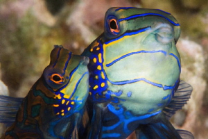 Mandarin mating in Malapascua. by Mehmet Salih Bilal 